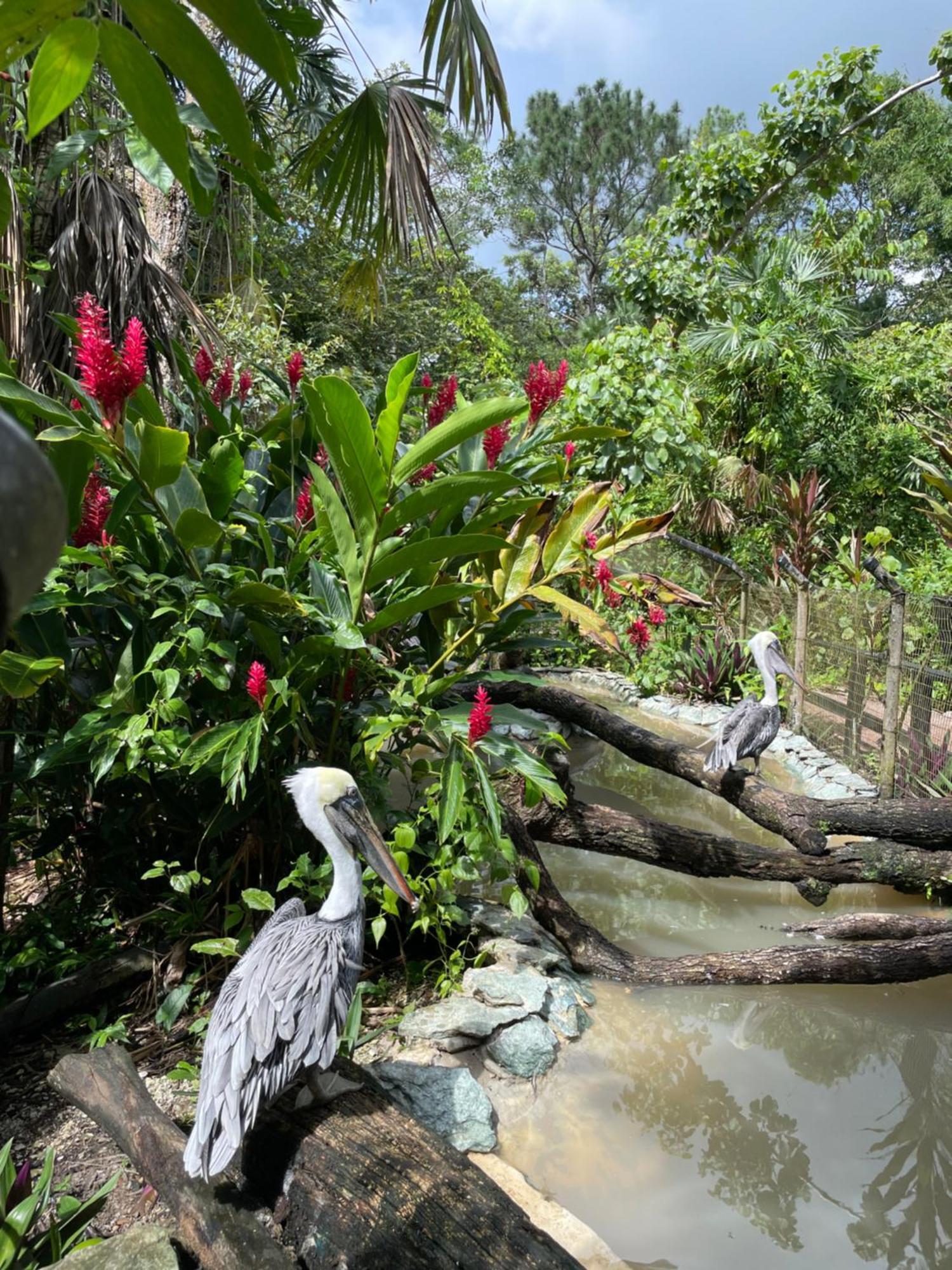 Gumbo Limbo Jungle Resort Cool Shade Eksteriør billede